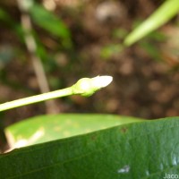 Timonius flavescens (Jacq.) Baker